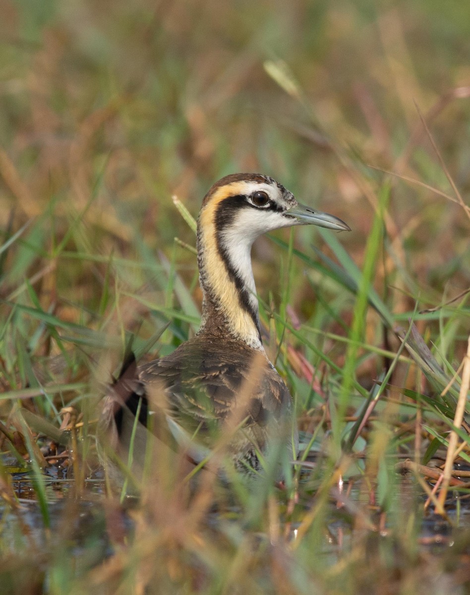 Pheasant-tailed Jacana - ML495343111