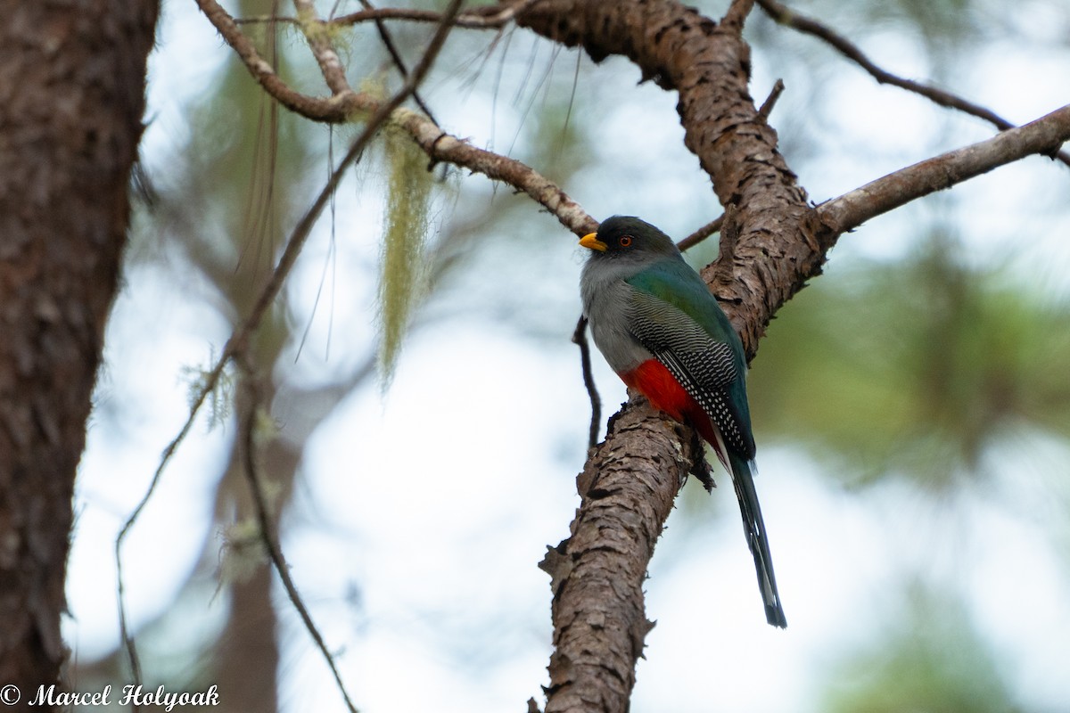 Hispaniolan Trogon - ML495343661