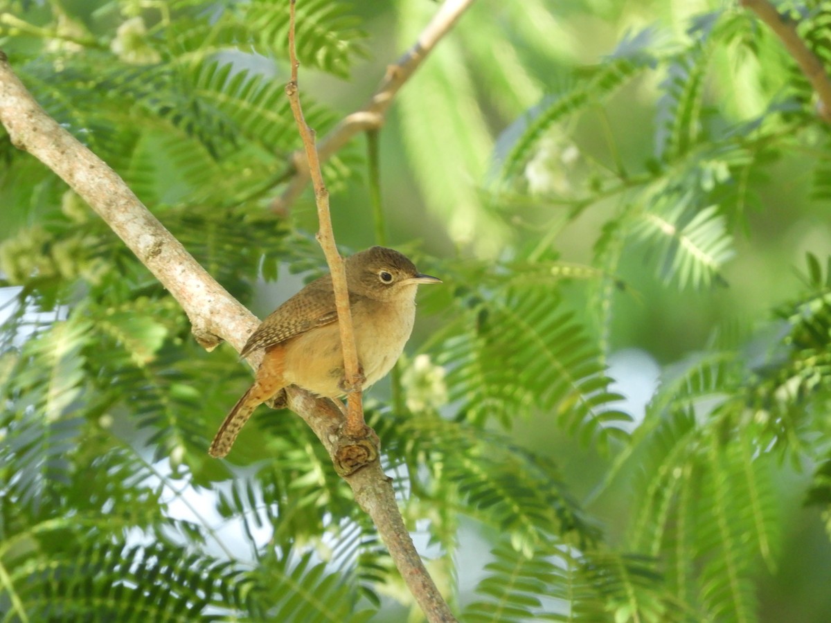 House Wren - ML495344241