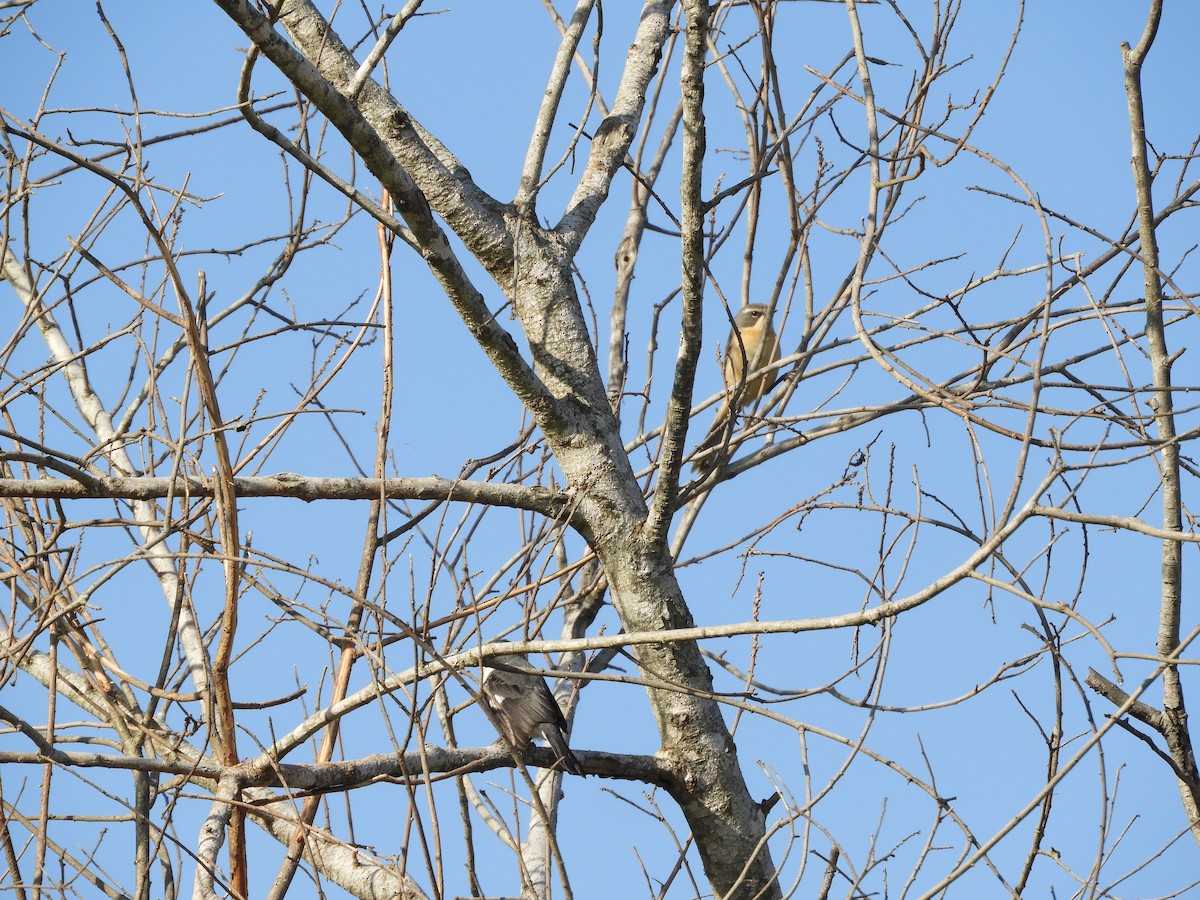 Long-tailed Reed Finch - ML495344621