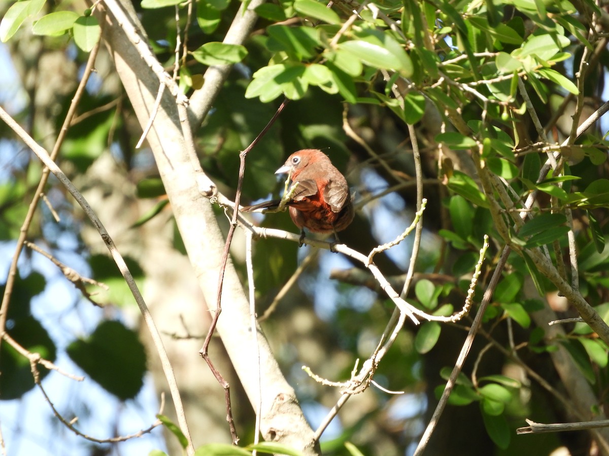 Red-crested Finch - ML495344901