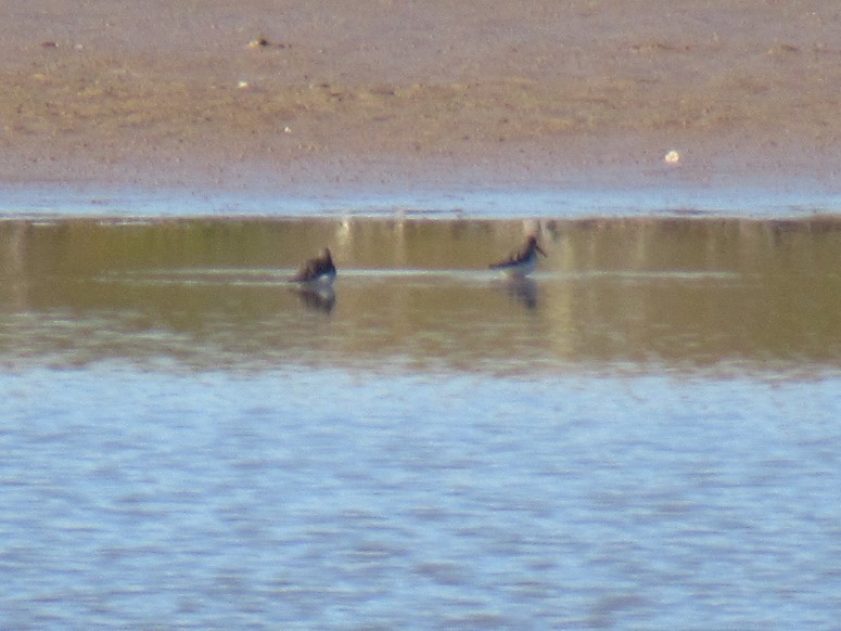 Dunlin - ML495345531