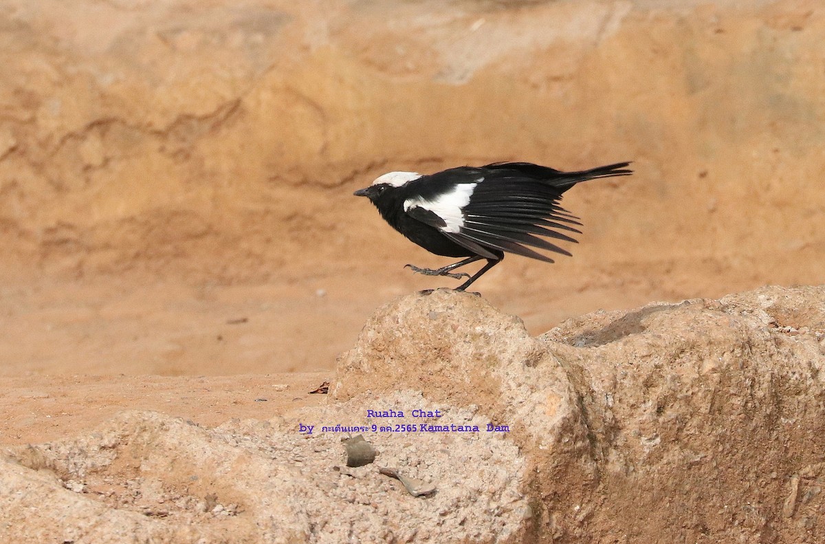 Zorzal Hormiguero de Ruaha - ML495345791