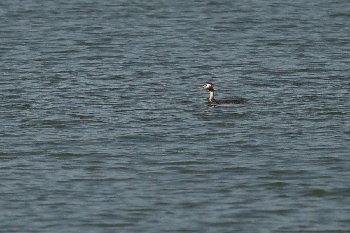 Great Crested Grebe - ML495346061