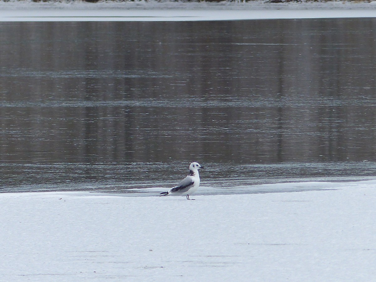 Black-legged Kittiwake - Leslie Sours