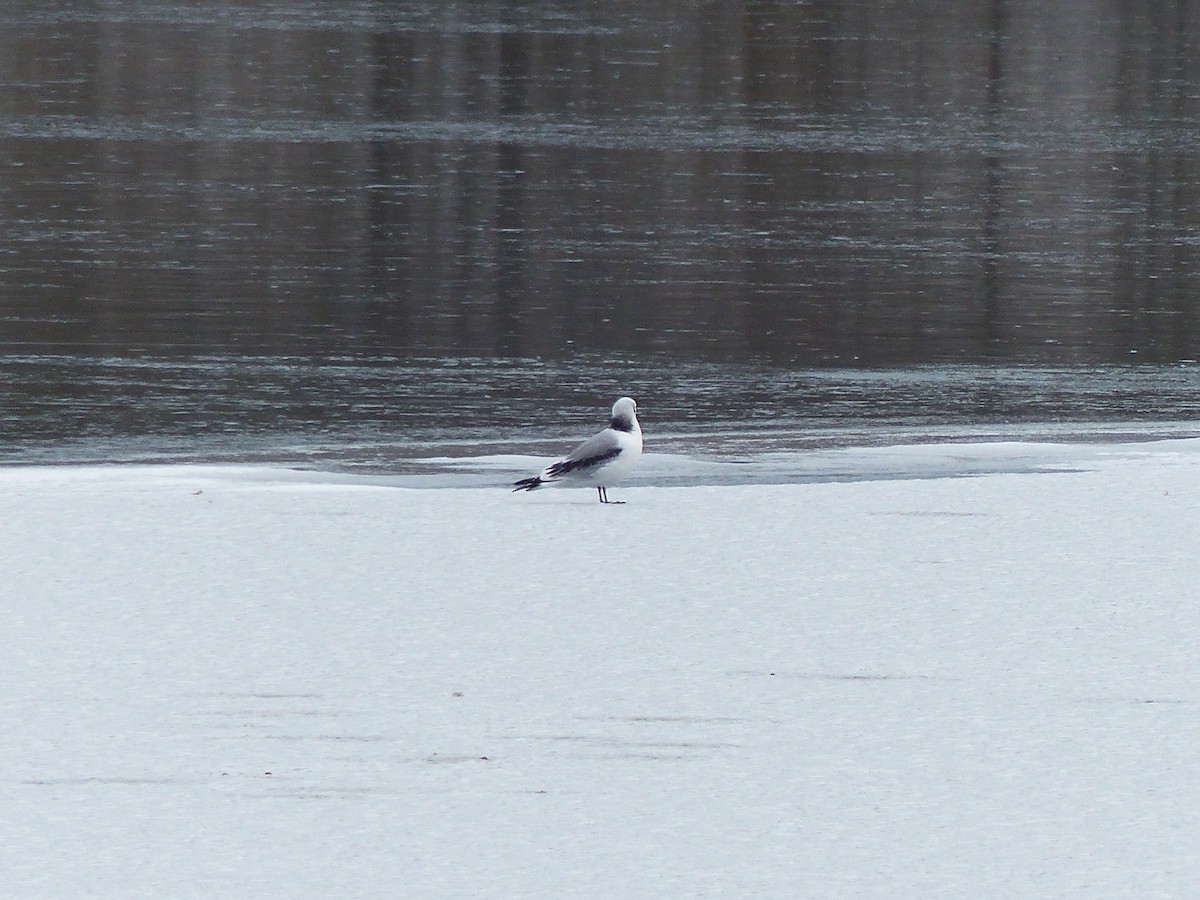 Black-legged Kittiwake - Leslie Sours