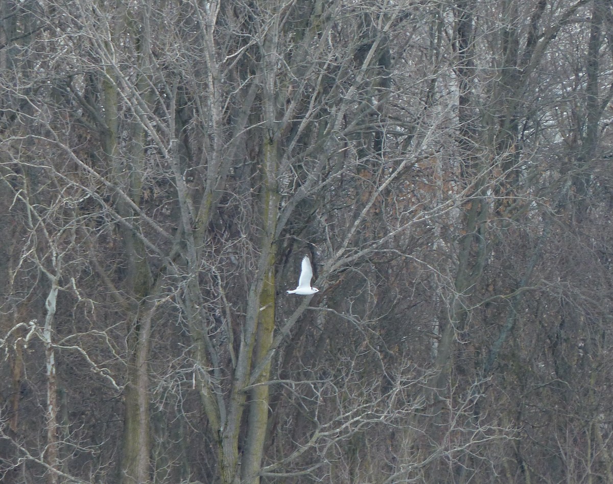 Black-legged Kittiwake - Leslie Sours