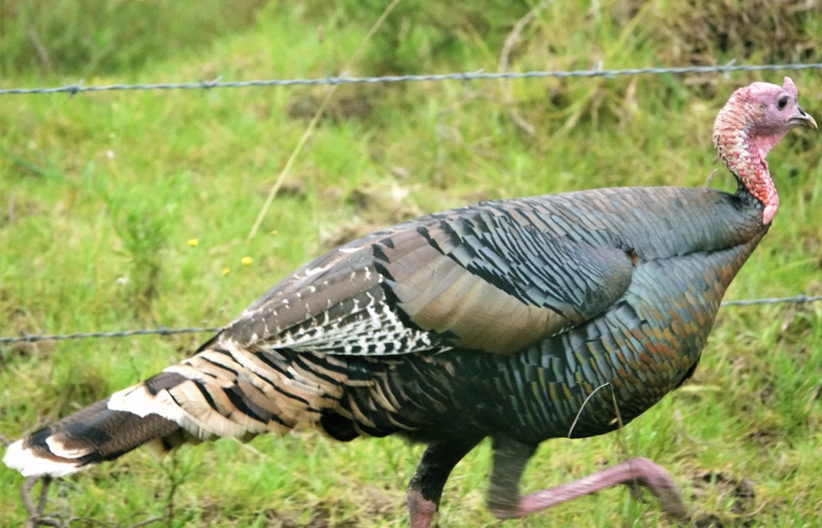 Wild Turkey - ML495347181