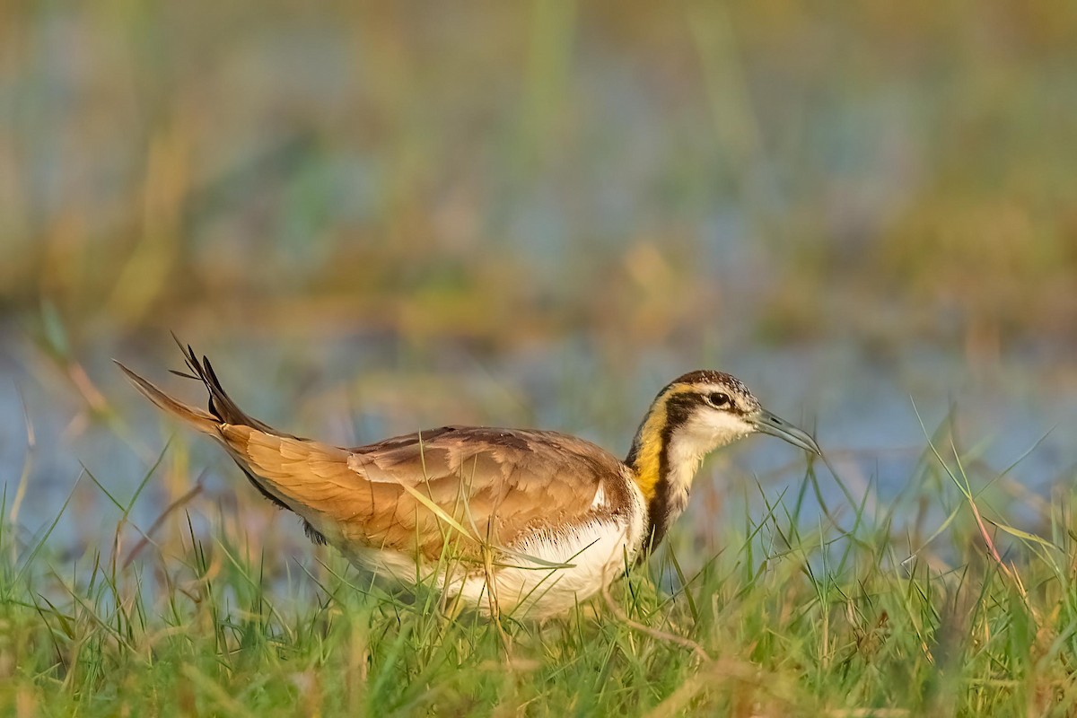 Pheasant-tailed Jacana - ML495347411