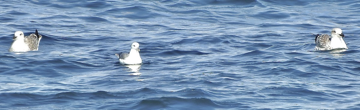 Northern Fulmar - ML495347491