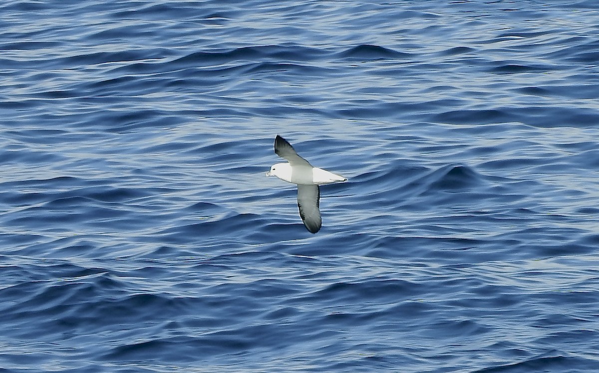 Northern Fulmar - ML495347501