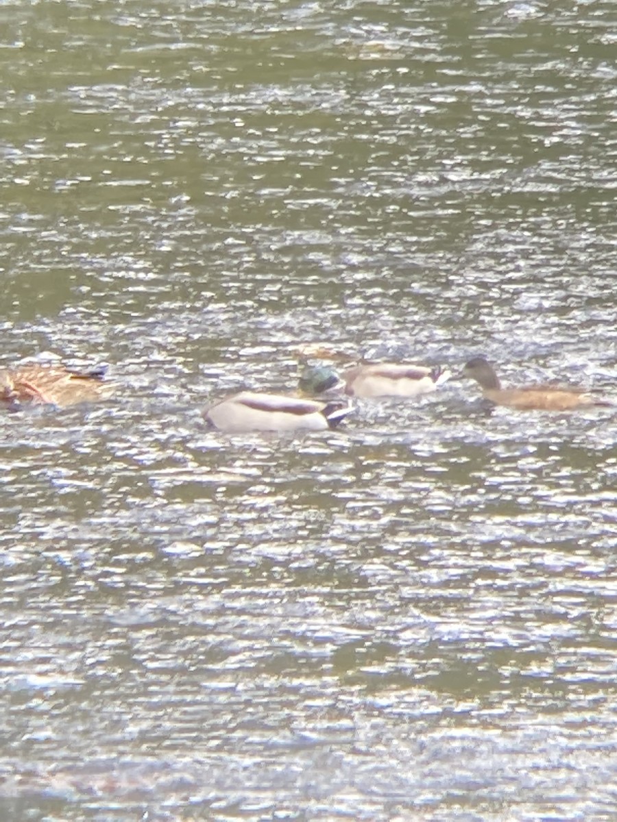 American Wigeon - Desmond O'Donovan