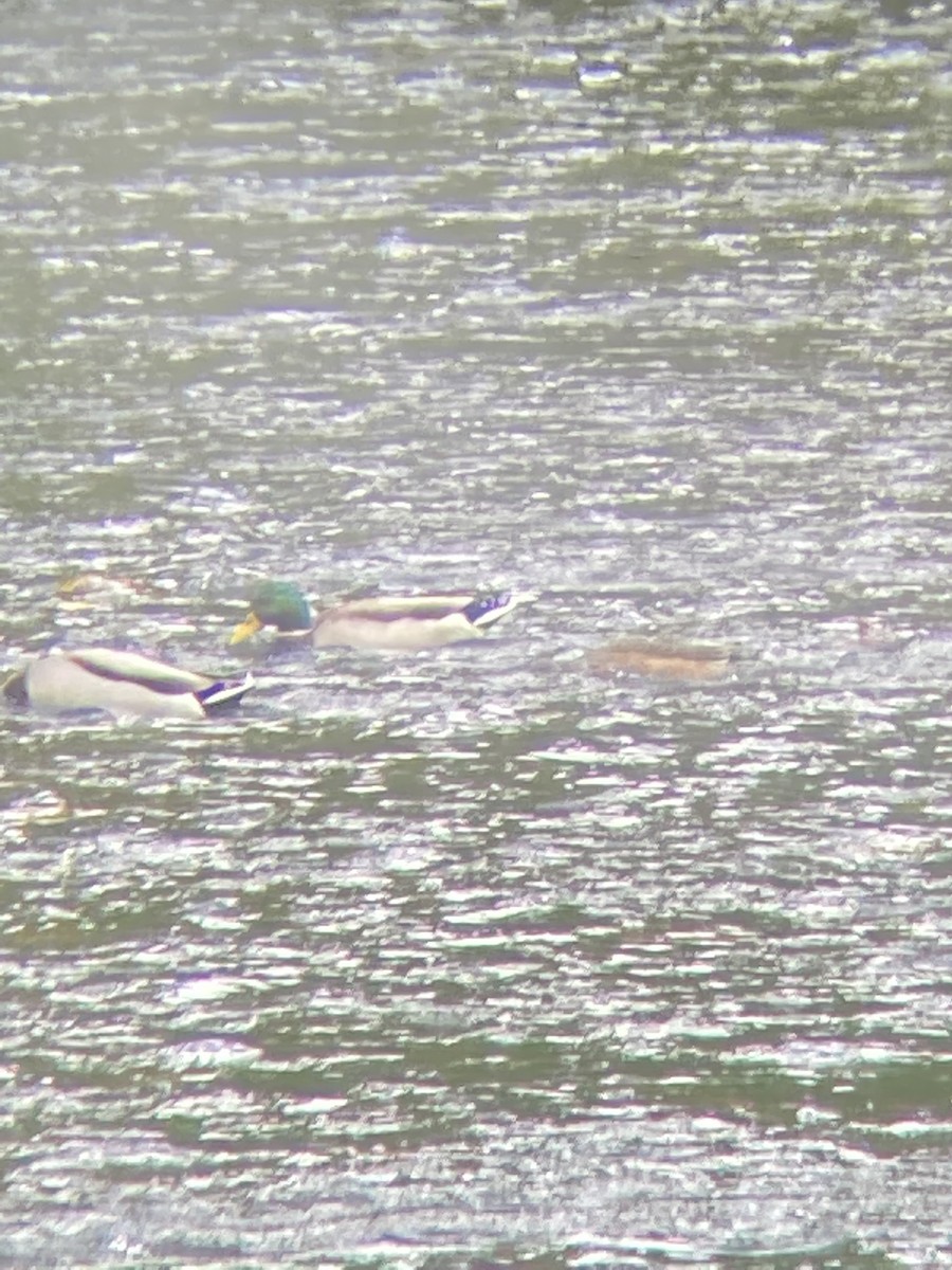 American Wigeon - Desmond O'Donovan