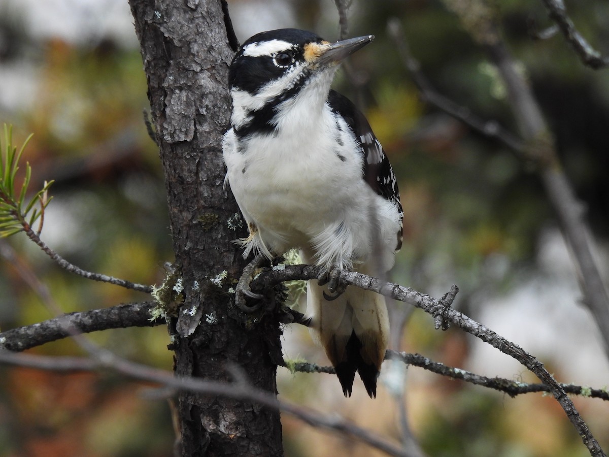 Hairy Woodpecker - ML495347681