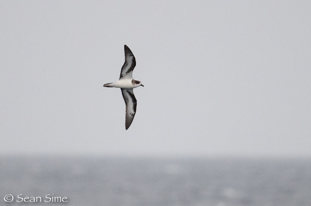 Bermuda Petrel - ML495347981