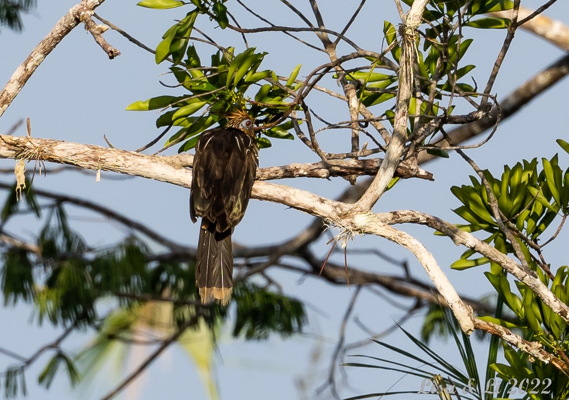 Hoatzin - ML495348631