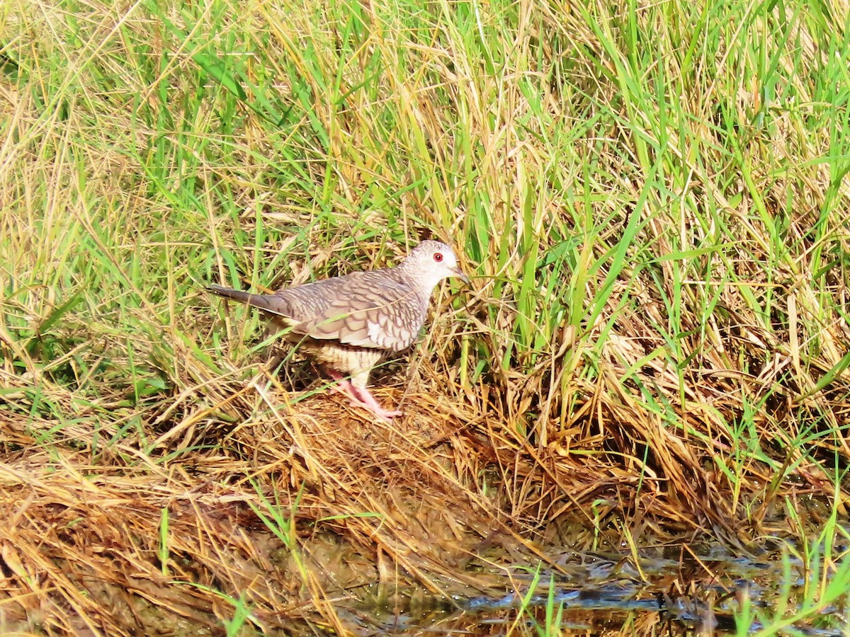 Ruddy Ground Dove - Cynthia Tercero