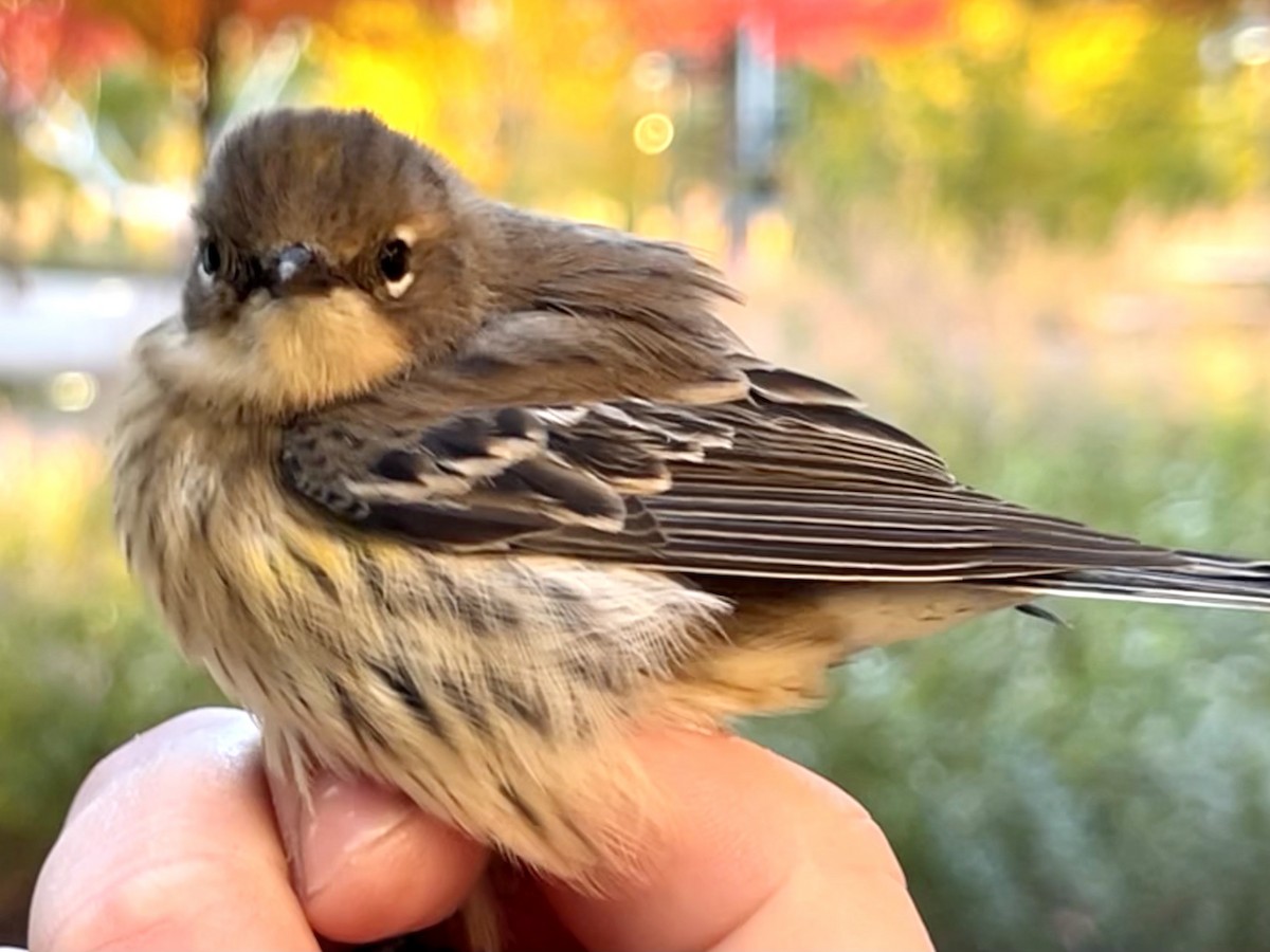 Yellow-rumped Warbler - ML495351751