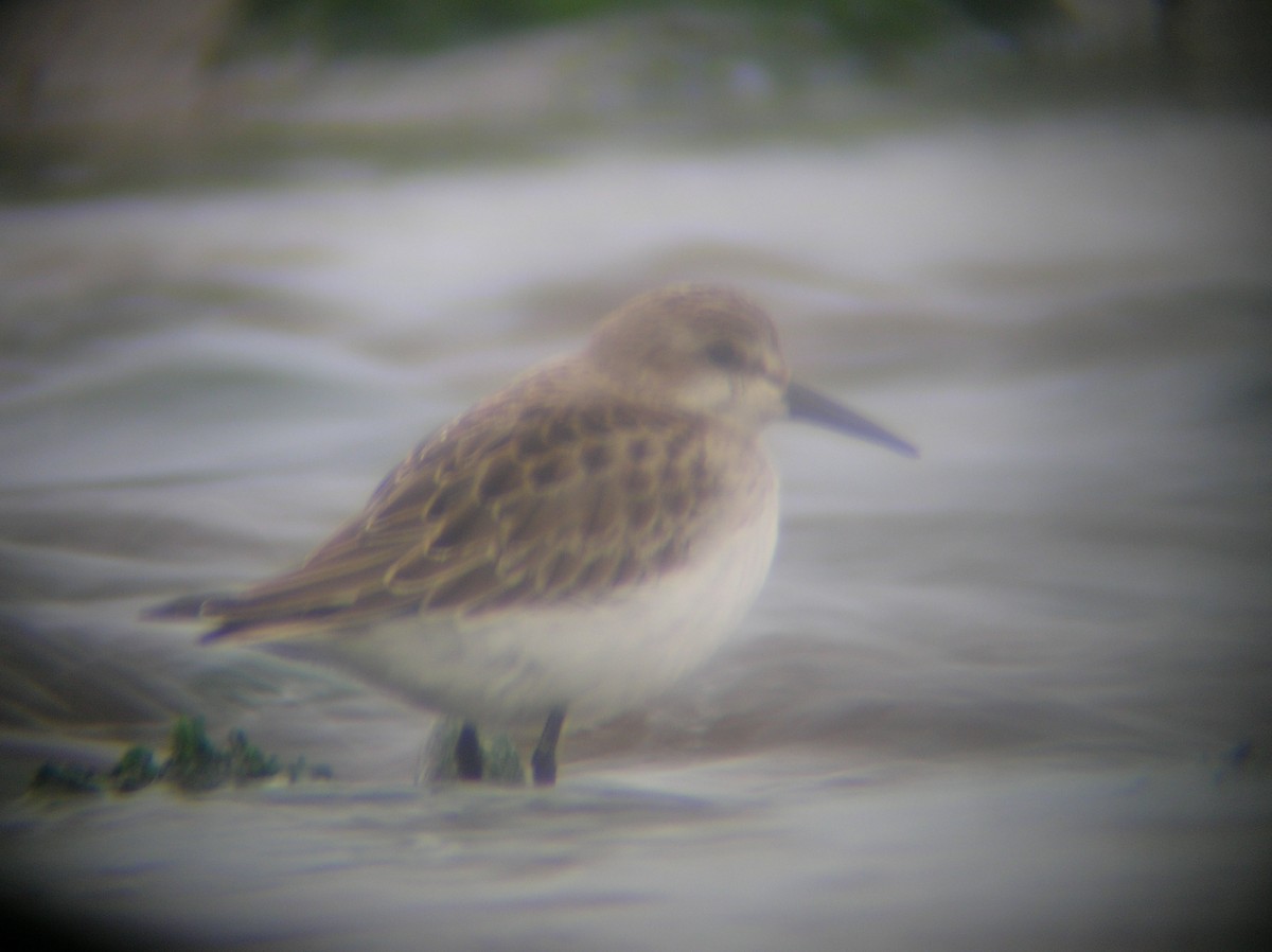 Semipalmated Sandpiper - ML495351901