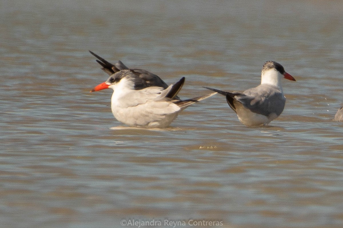 Caspian Tern - Alejandra Reyna Contreras