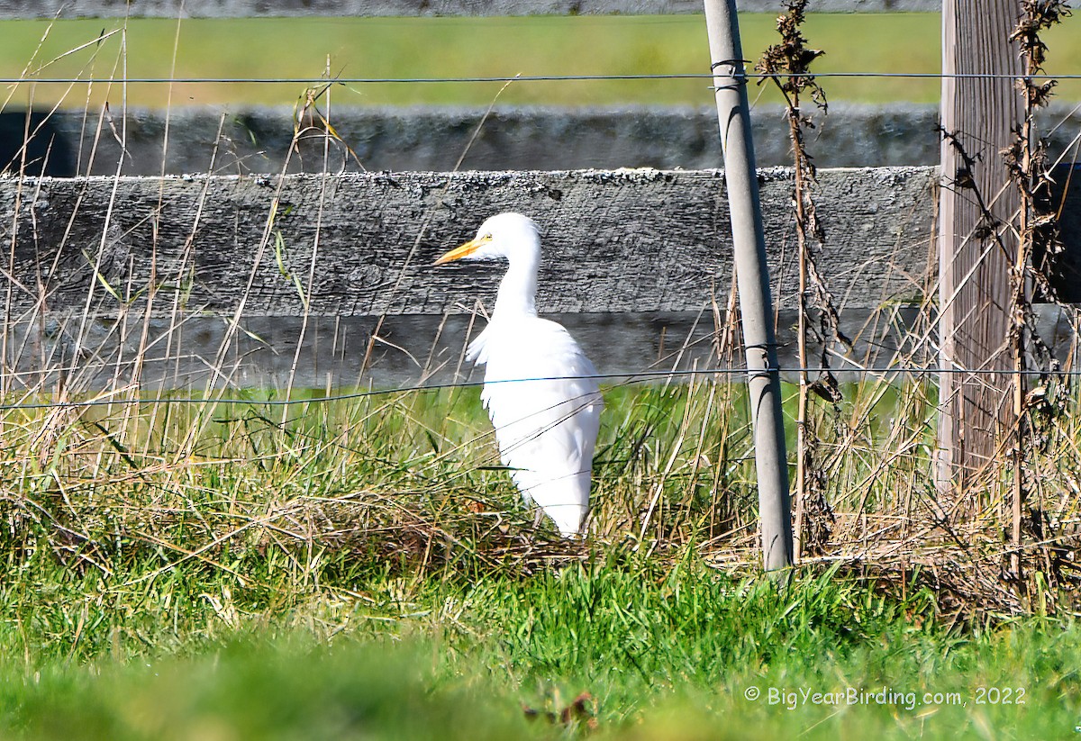 Western Cattle Egret - ML495352301