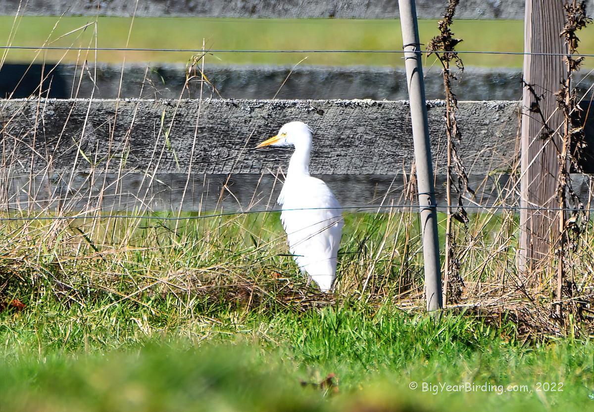 Western Cattle Egret - ML495352331