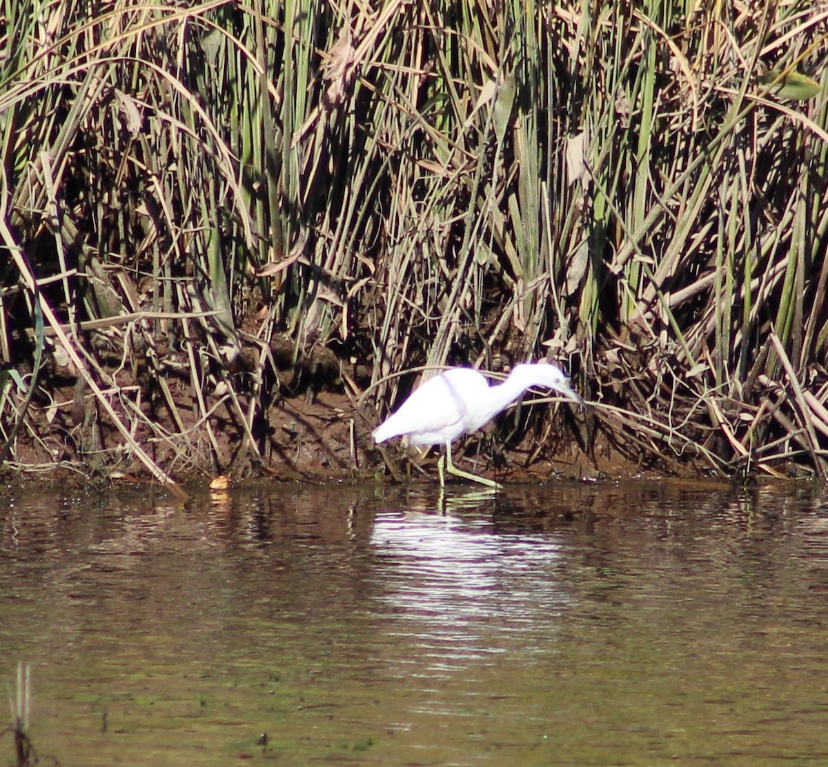 Little Blue Heron - ML495352711