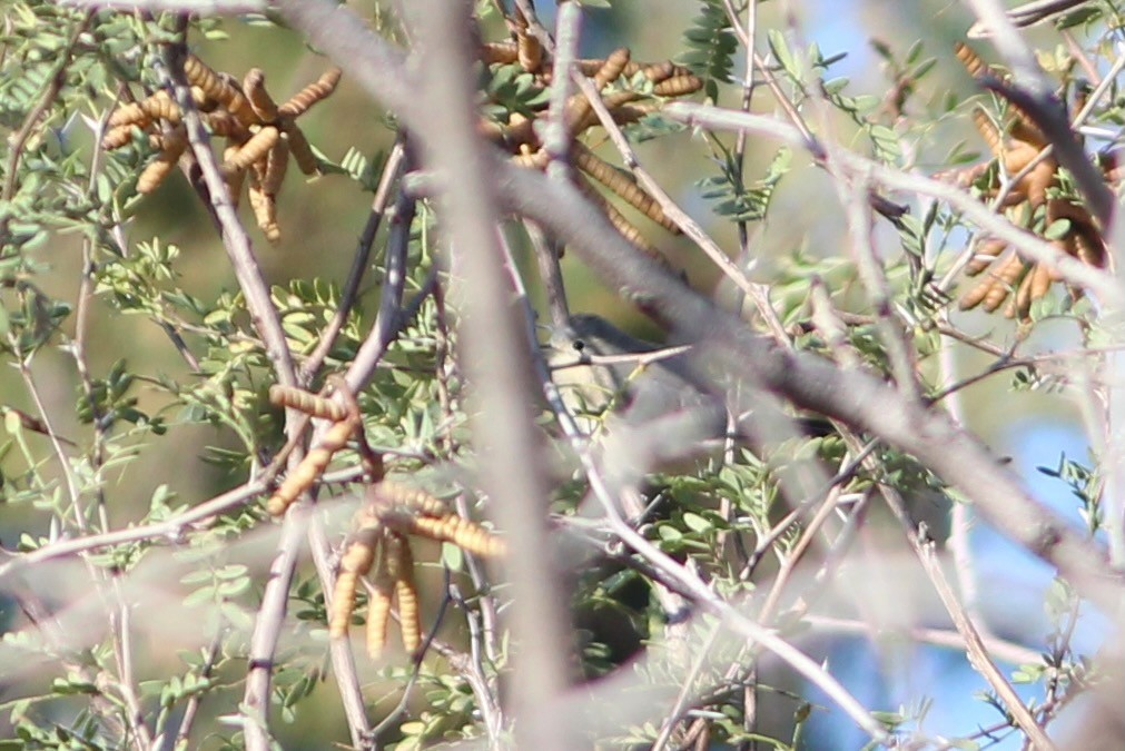 Lucy's Warbler - ML495352951