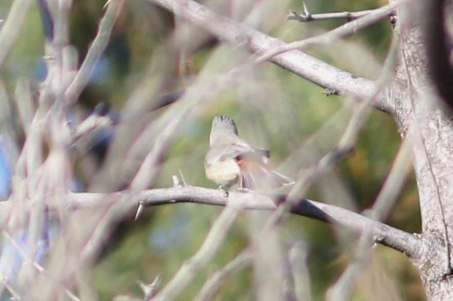 Lucy's Warbler - ML495352961