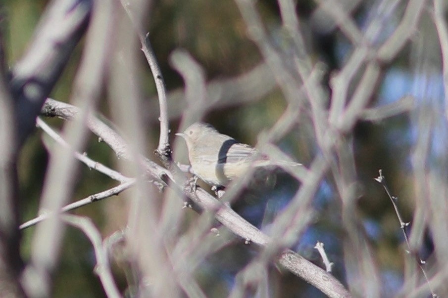 Lucy's Warbler - ML495352971