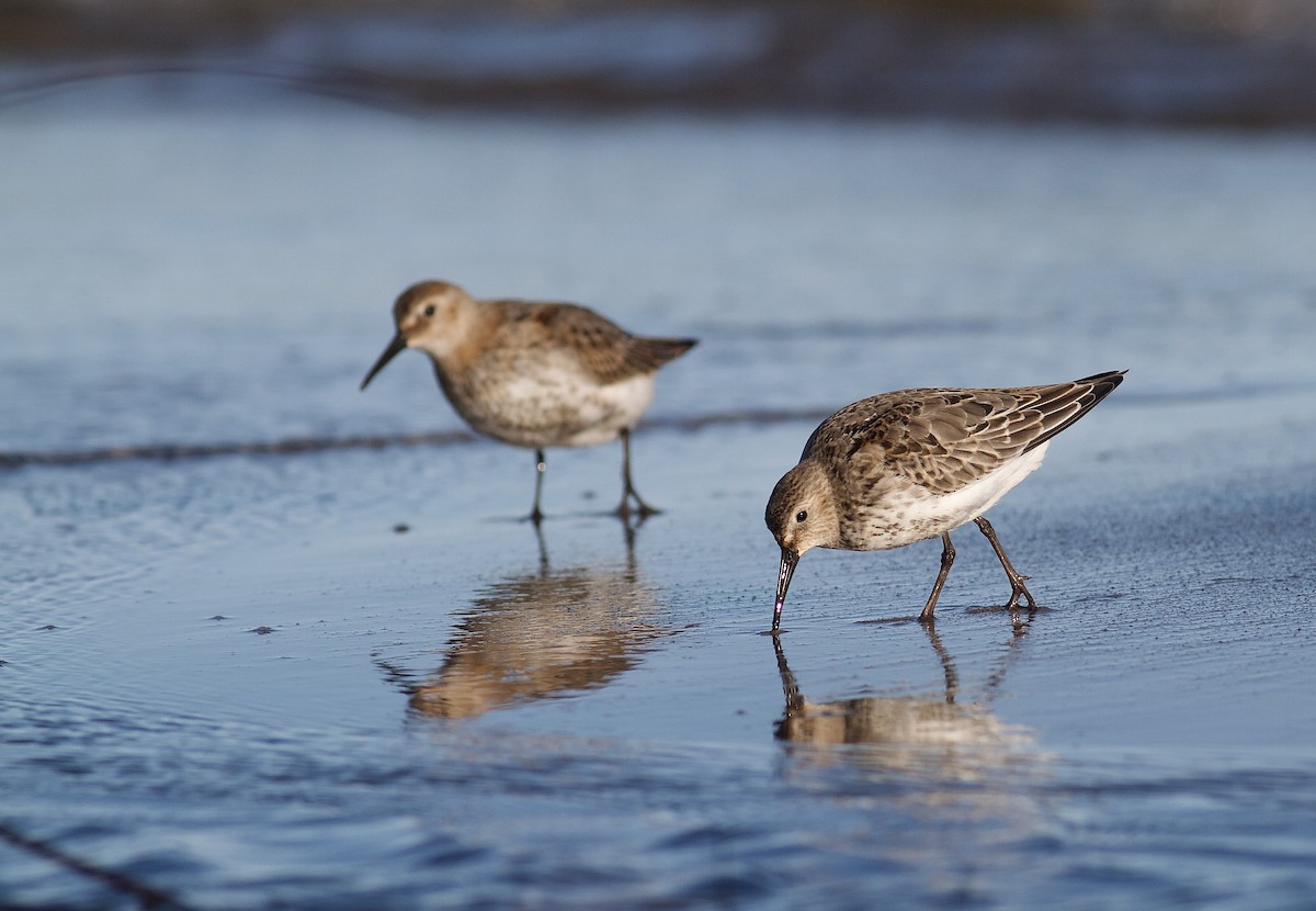 Dunlin - ML495355251