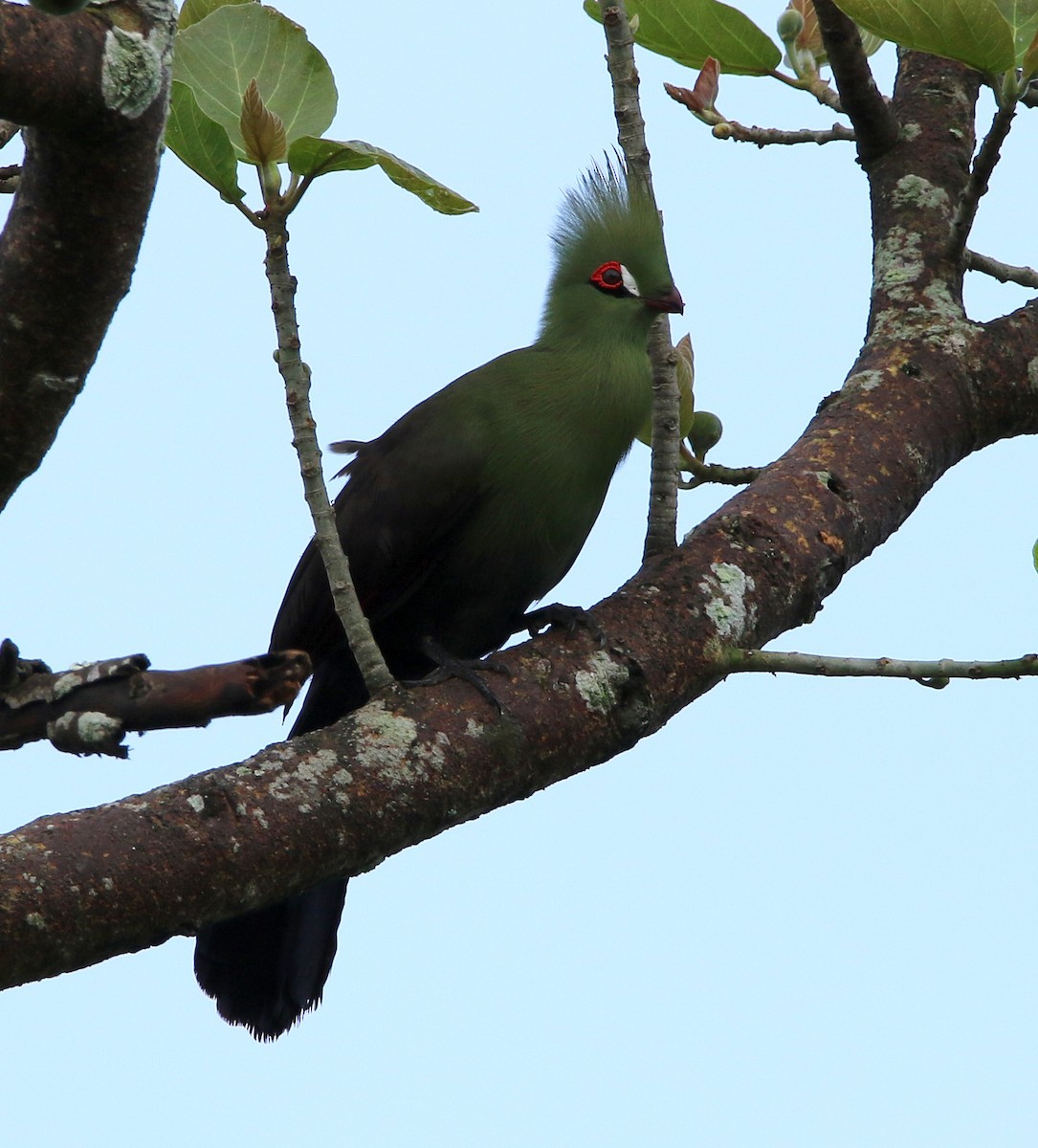 Guinea Turaco - ML495356331