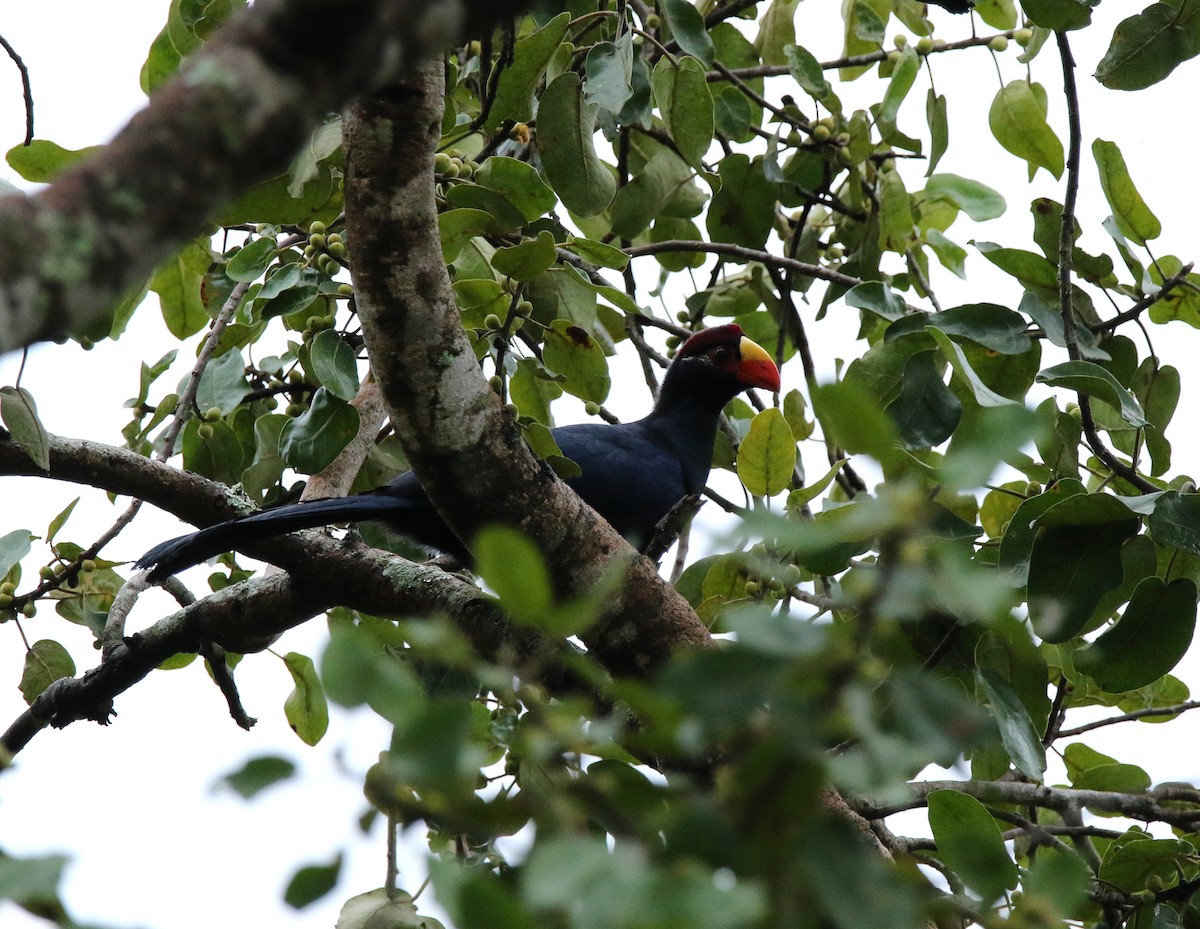 Violet Turaco - ML495356401