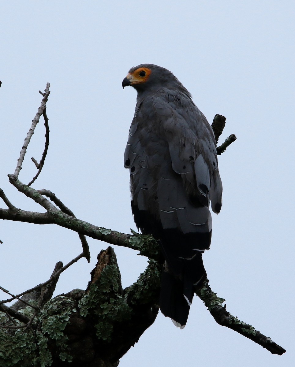 African Harrier-Hawk - ML495356551