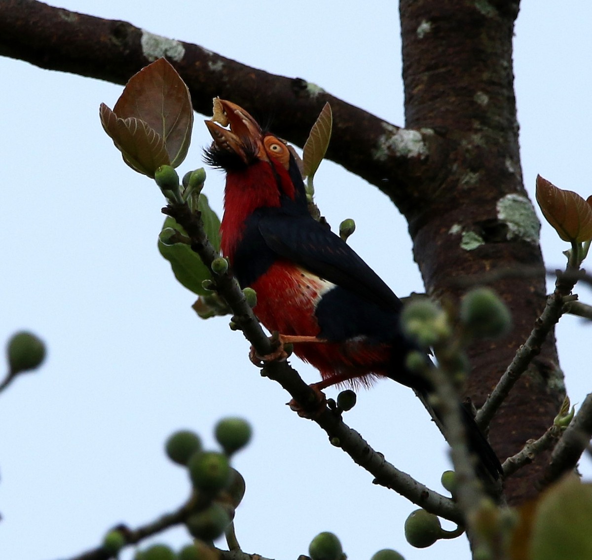 Bearded Barbet - ML495356581