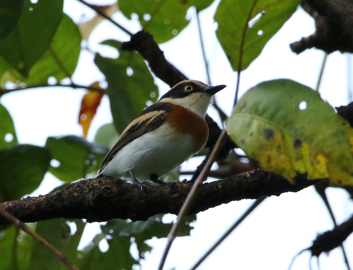 Senegal Batis - ML495356591