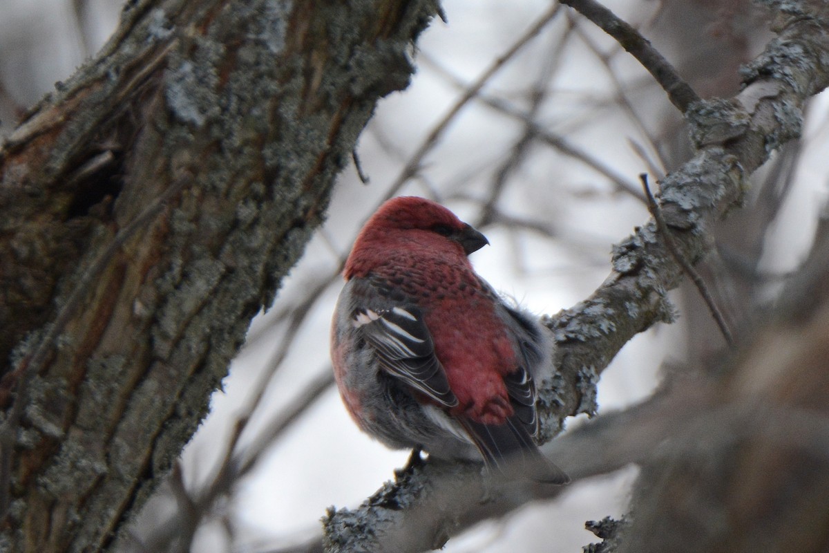 Pine Grosbeak - ML49535671