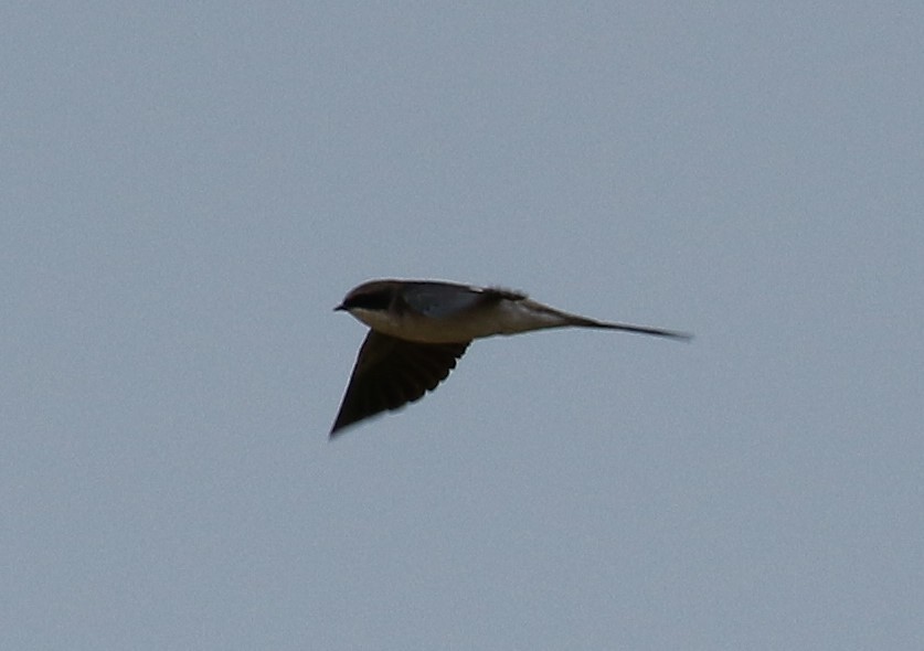 Gray-rumped Swallow - ML495356751