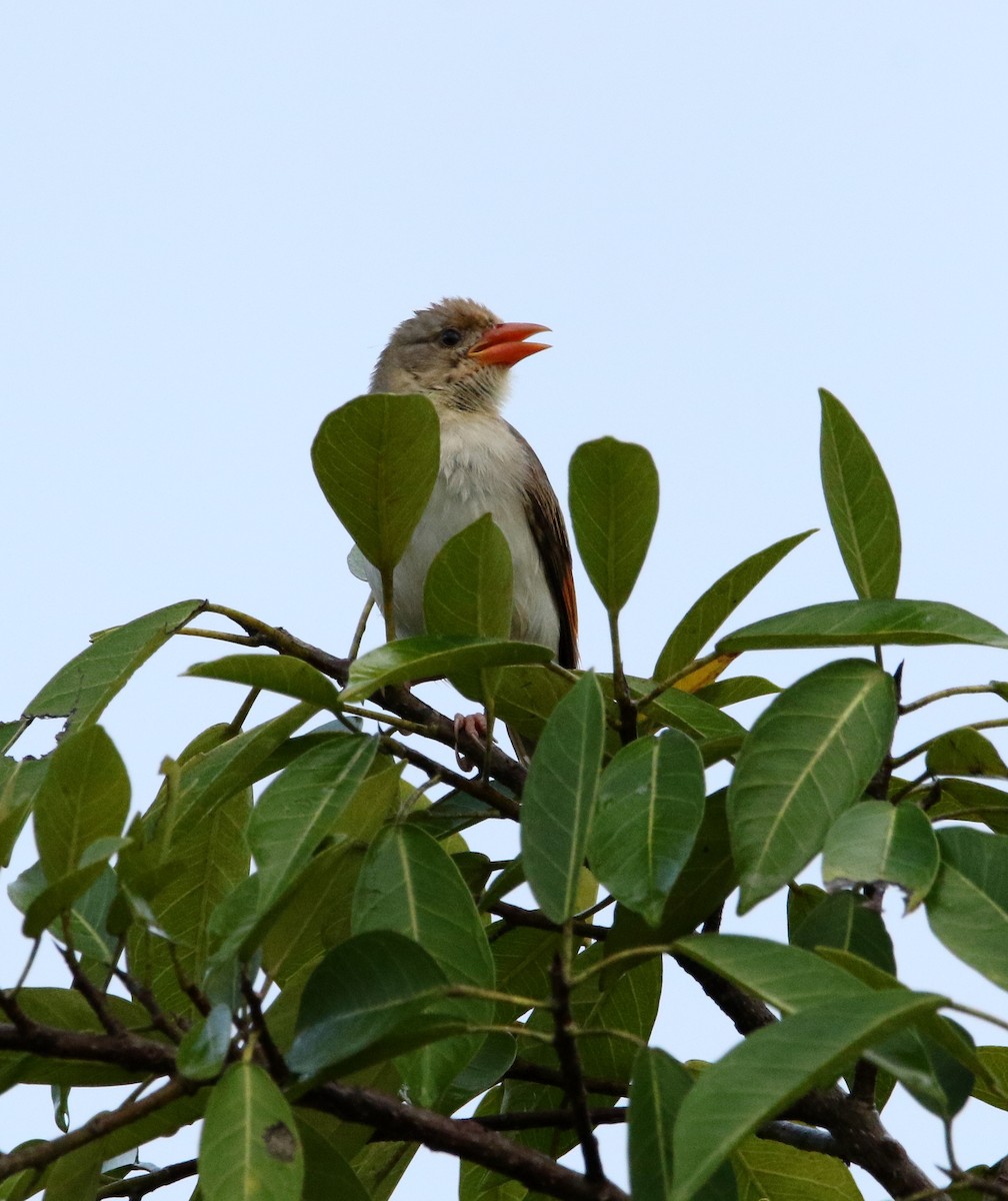 Red-headed Weaver - ML495356821