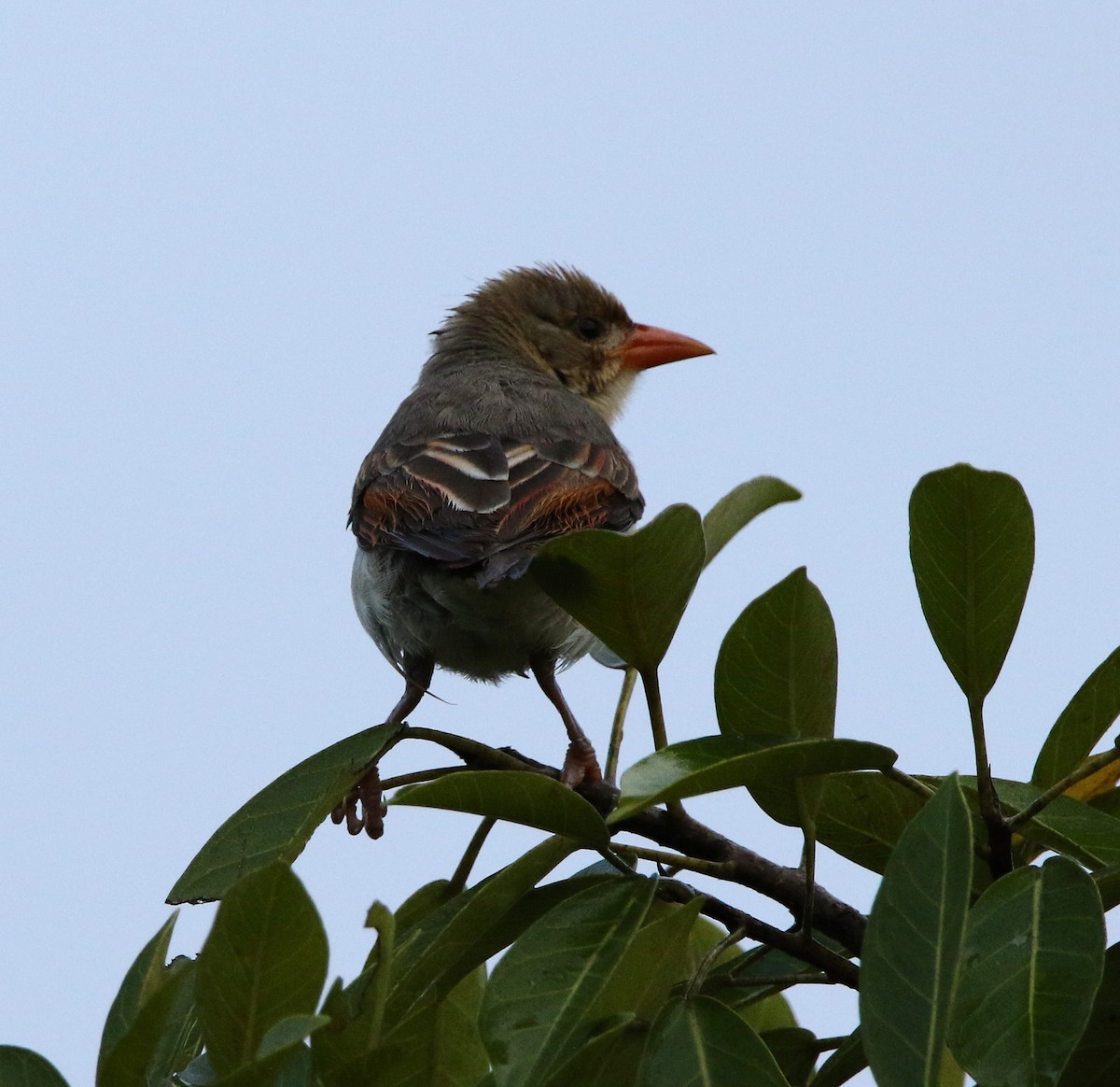 Red-headed Weaver - ML495356841