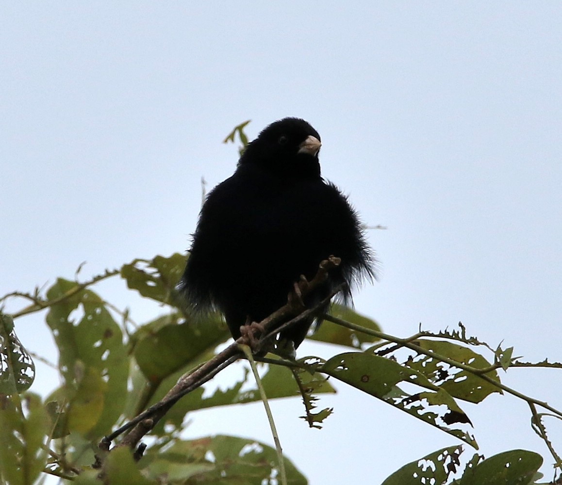 Vidua sp. (indigobird sp.) - ML495356911