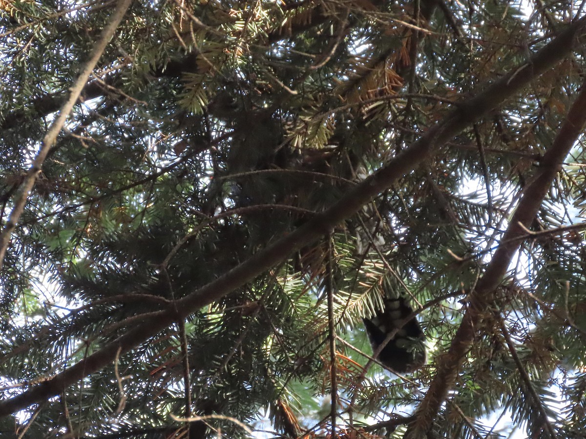 Sooty Grouse - ML495357141