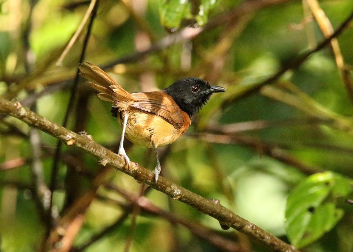 Black-capped Rufous-Warbler - ML495357371