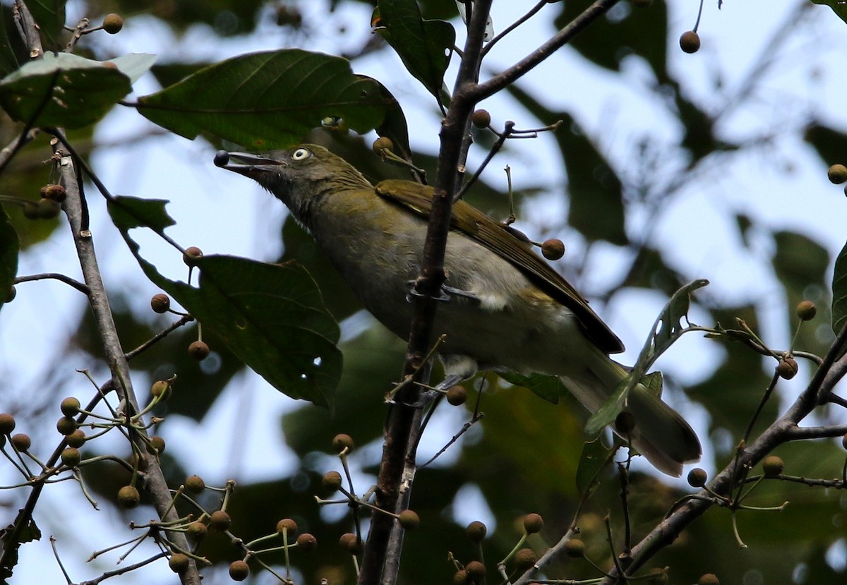 Honeyguide Greenbul - Paul Lenrumé