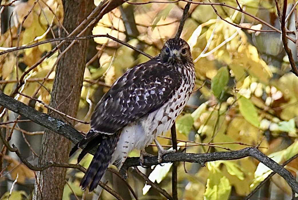 Red-shouldered Hawk - Joan Heffernan