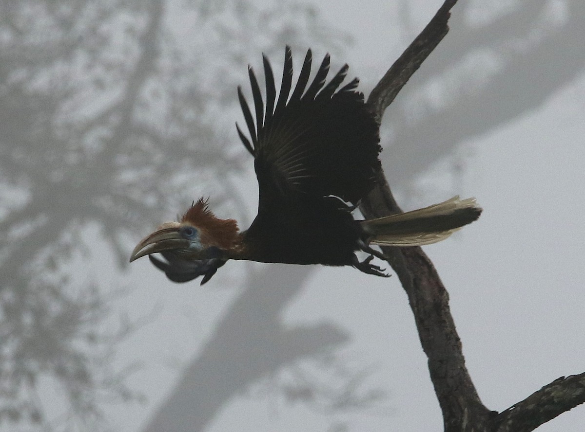 Yellow-casqued Hornbill - ML495358031