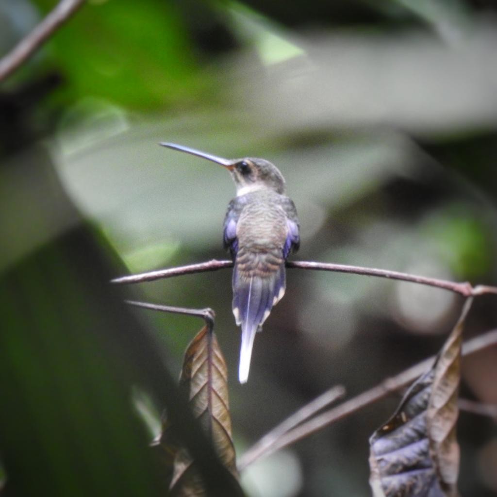 kolibřík dlouhozobý - ML495358041