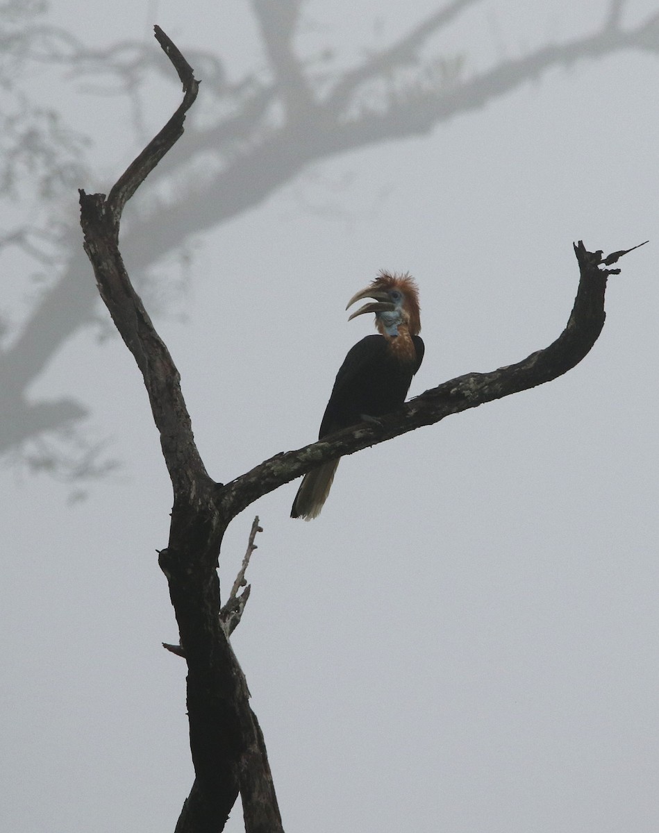 Yellow-casqued Hornbill - Paul Lenrumé