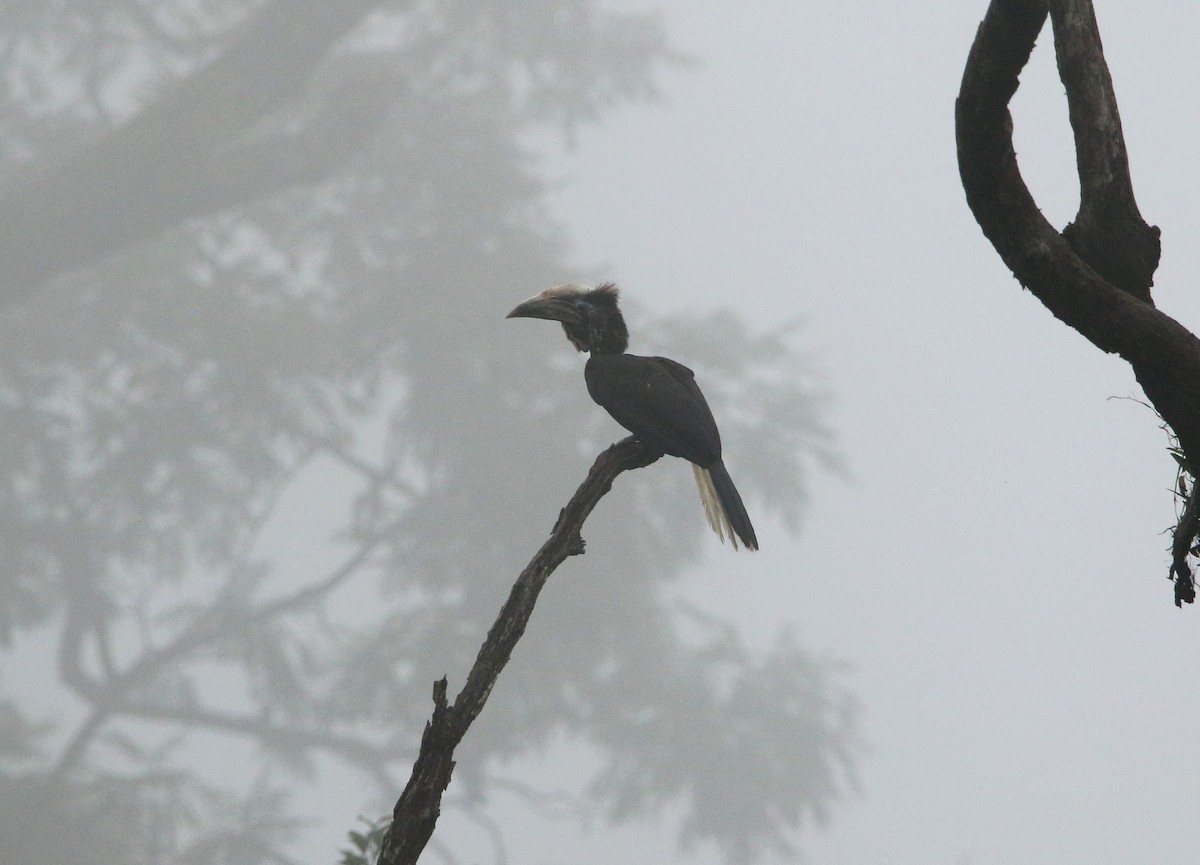 Yellow-casqued Hornbill - ML495358171