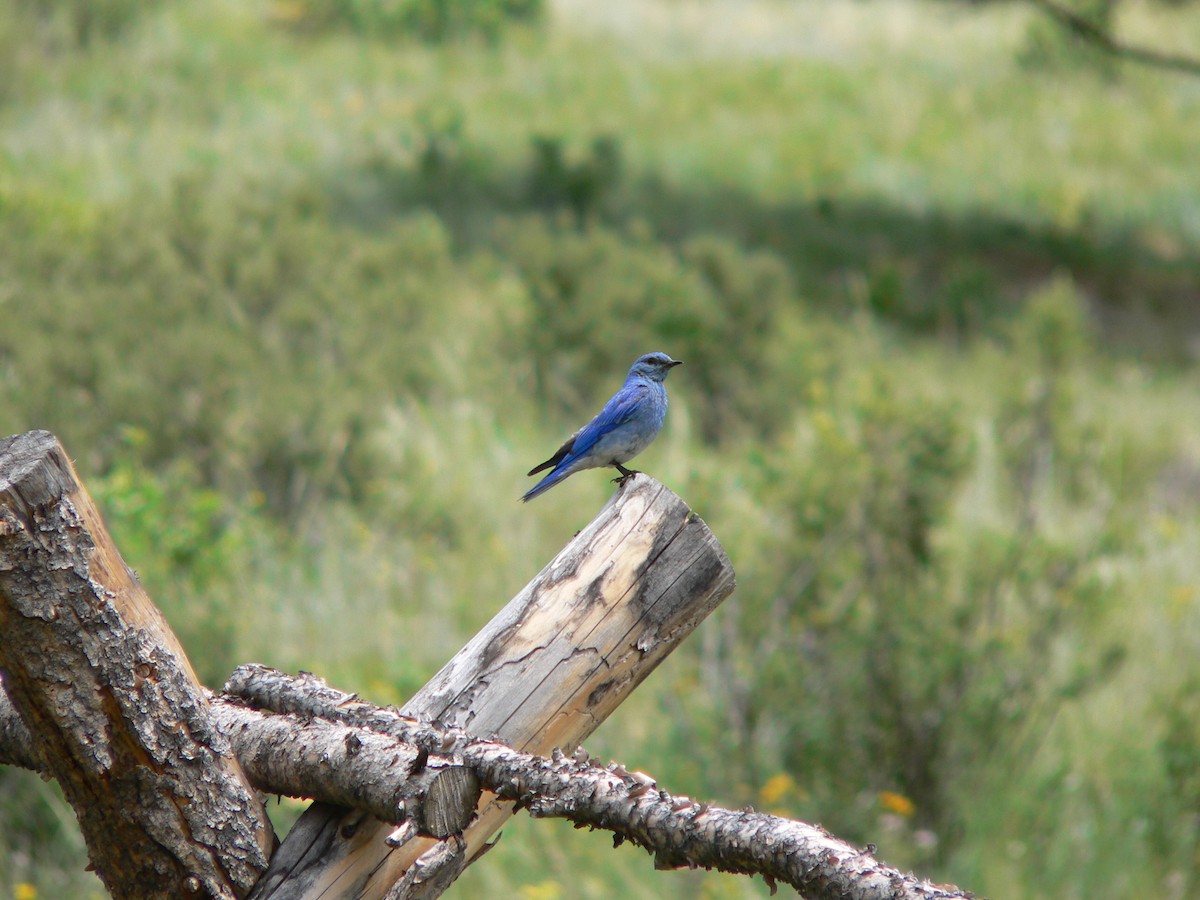 Mountain Bluebird - ML495358691